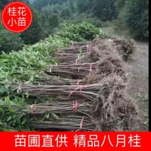 【自产自销】桂花苗四季桂八月桂桂花小苗大量有货