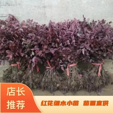 【自产自销】红花继木苗绿化工程红花继木小苗