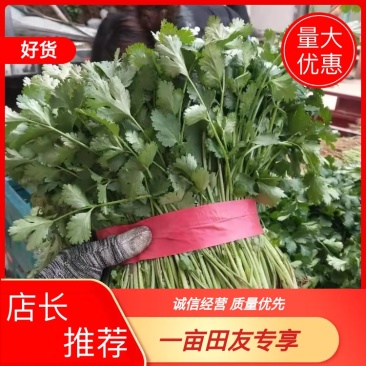 【推荐】河南滑县香菜大批量上市，物美价廉万亩种植基地