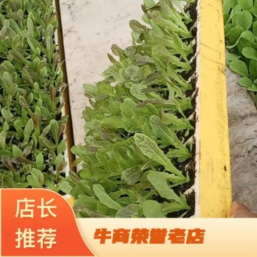 精品优质红叶香笋苗，量大价优，质量保证，欢迎下单咨询