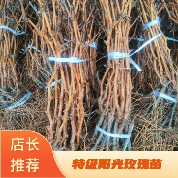 阳光玫瑰葡萄苗特级阳光玫瑰葡萄苗纯度包证