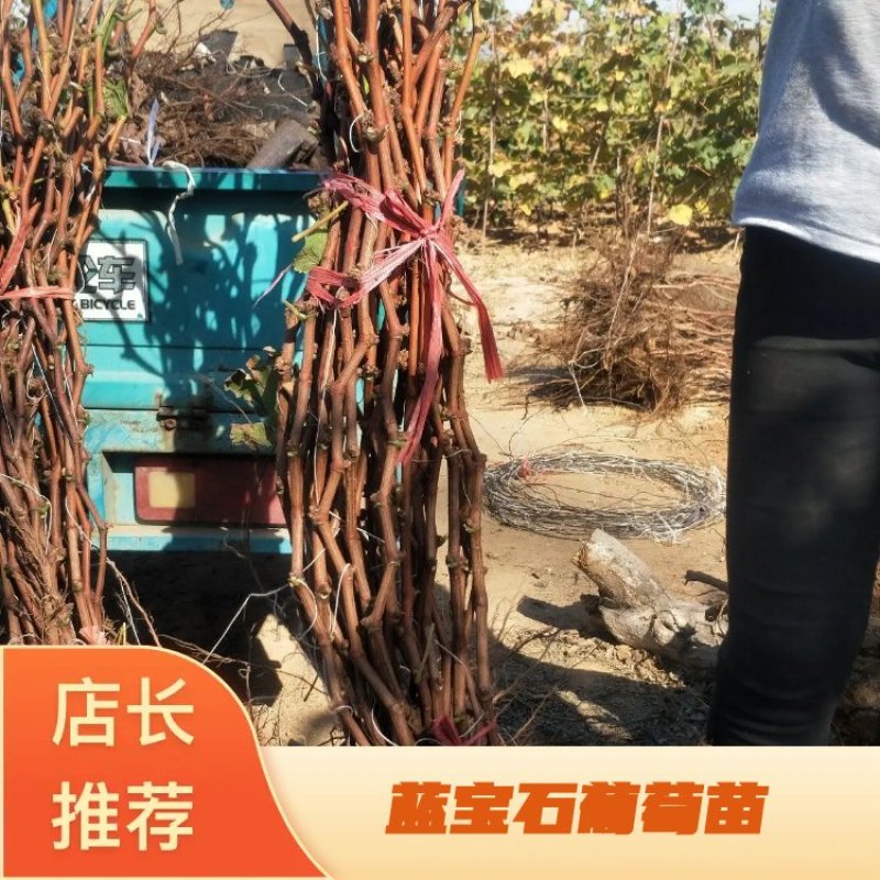 秦皇岛2年生当年挂果巨峰蓝宝石红提维多利亚葡萄苗