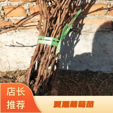葡萄苗夏黑葡萄苗110~150cm2年