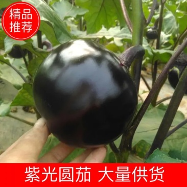 紫光圆茄5两以上质量好种植面积大好吃没籽