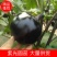 紫光圆茄5两以上质量好种植面积大好吃没籽