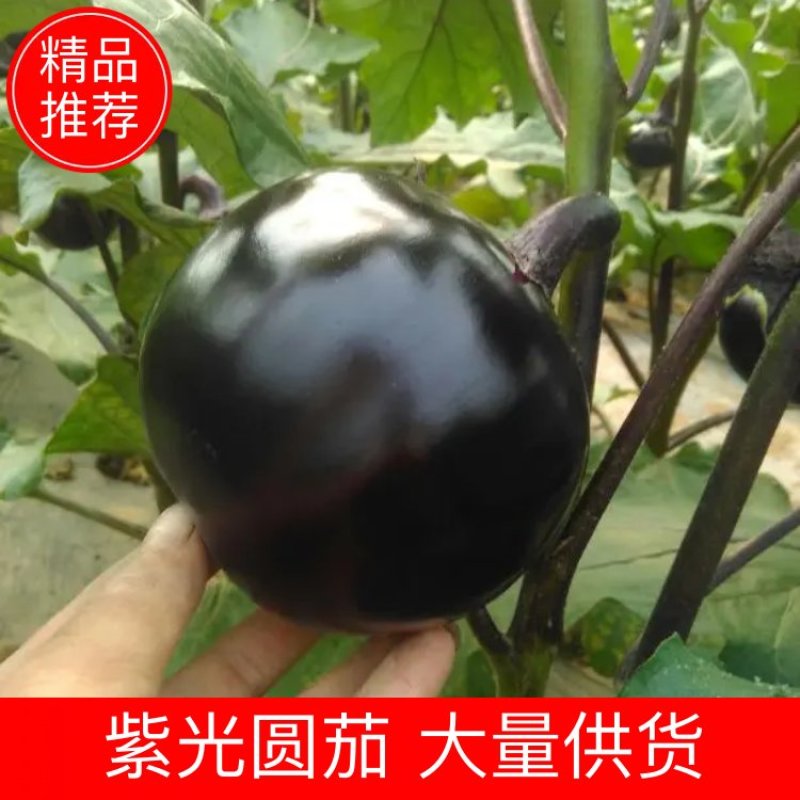 紫光圆茄5两以上质量好种植面积大好吃没籽