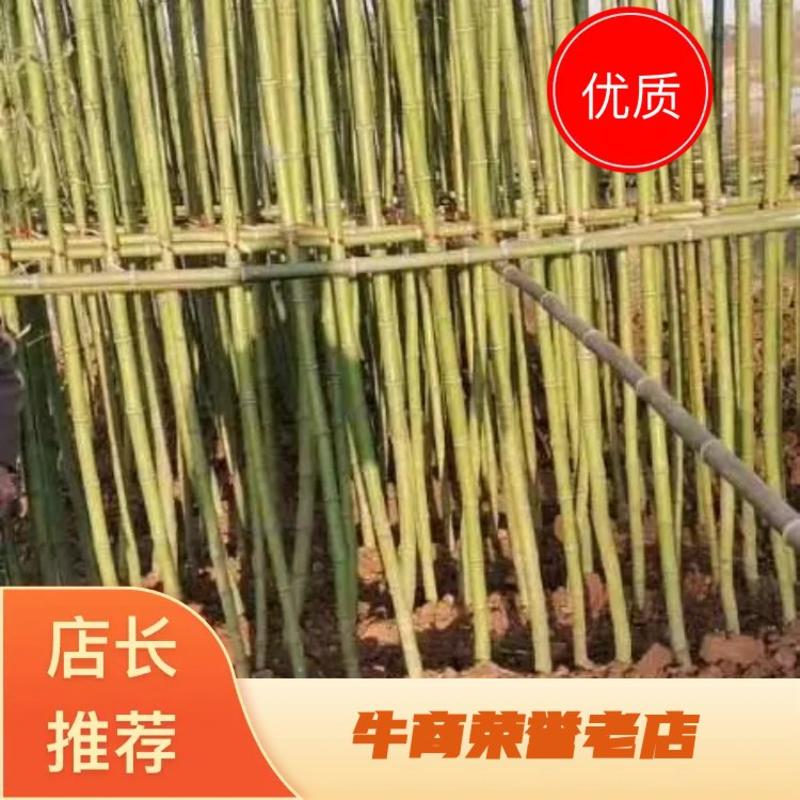 【精品】竹子大小规格都有有需要的老板进行联系原产地发货