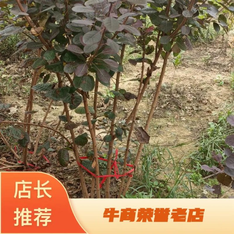 丛生红栌丛生美国红栌基地自产自销优质红栌苗