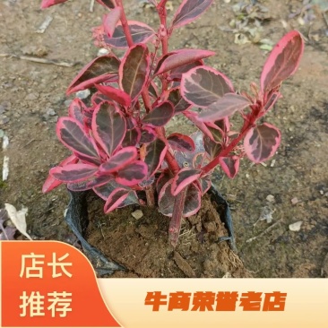 卫矛红叶卫矛冬天变红不落叶的卫矛