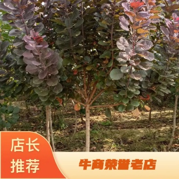 红栌美国红栌1----8公分各种规格大小苗