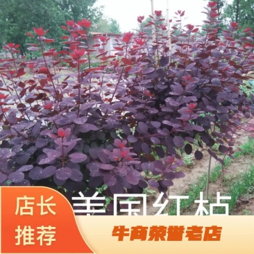 红栌，美国红栌，专业培育，自产自销量大从优