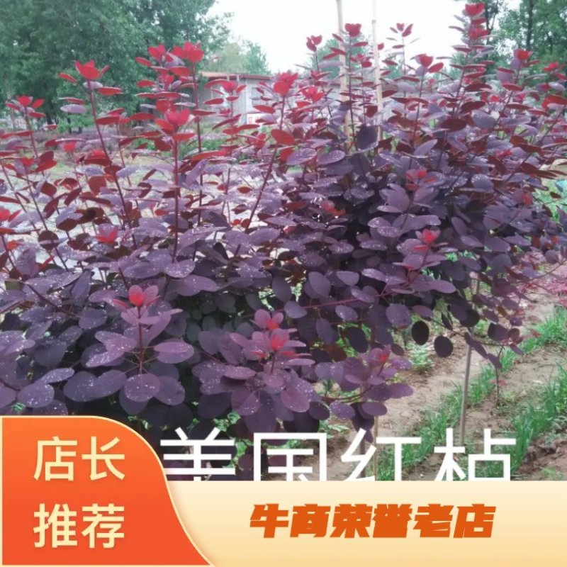 红栌，美国红栌，专业培育，自产自销量大从优