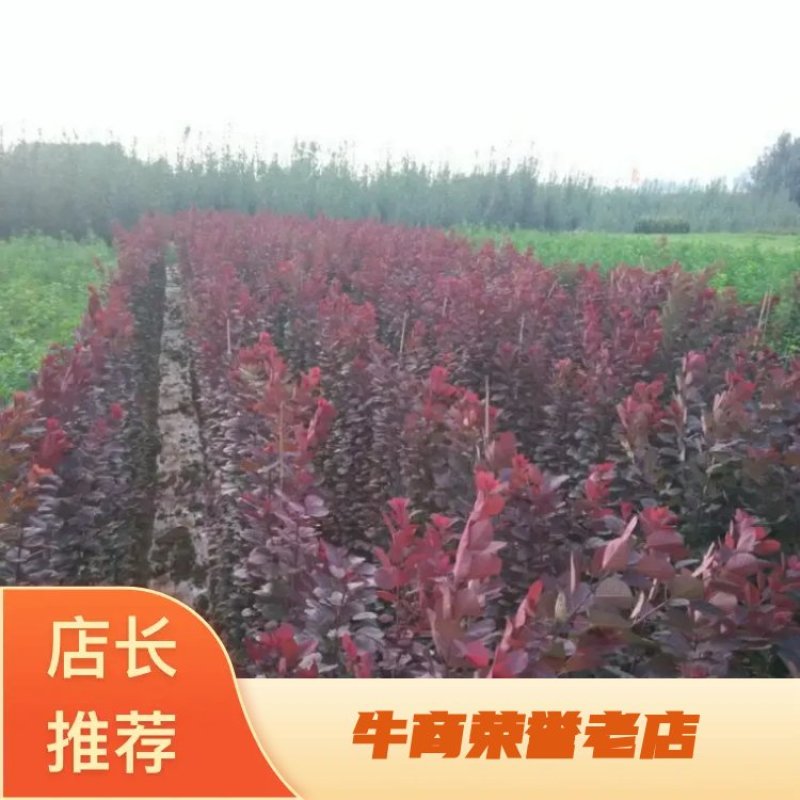 红栌专业培育美国红栌。各种规格的大小苗颜色纯根系好