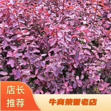 卫矛，冬红卫矛，彩叶卫矛苗圃自产自销专业培育