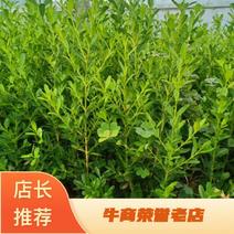 沂蒙山小叶瓜子黄杨专业繁育基地各种规格大小苗