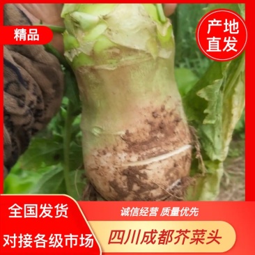 四川芥菜头（大头菜）可盐泡烟可家常莱大量批发。