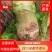 四川芥菜头（大头菜）可盐泡烟可家常莱大量批发。