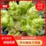 早熟儿菜四川儿菜无斑点色嫩绿质量很好量大从优