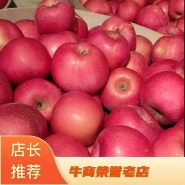 土窖红富士苹果片红,果型高庄,鲜度好,大量有货,看货谈价