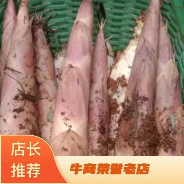 优选精品精选天雷笋春笋食用笋竹笋每日现挖大量供应