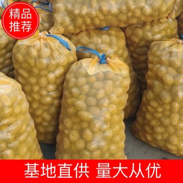云贵川土豆种子