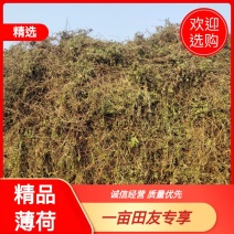 【薄荷】高含量薄荷，薄荷叶质量保证价格实惠量大从优