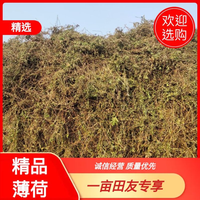 【薄荷】高含量薄荷，薄荷叶质量保证价格实惠量大从优