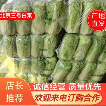 产地大量供应山东肥城北京新三号大白菜，全国发货！