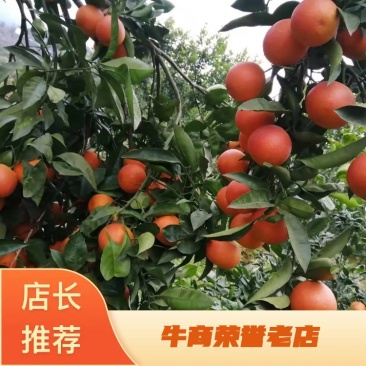 万州塔罗科血橙，玫瑰香橙，颜色红，口感好。