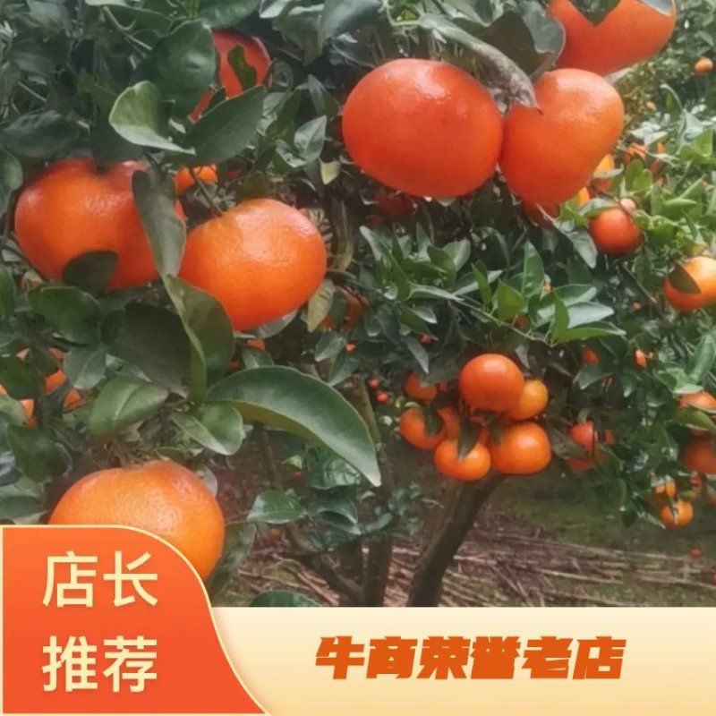 墨科特血橙，产地直发，新鲜采摘，欢迎采购，价格可谈。