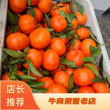 万州古红桔，古称丹桔，果形如灯笼，颜色红艳！
