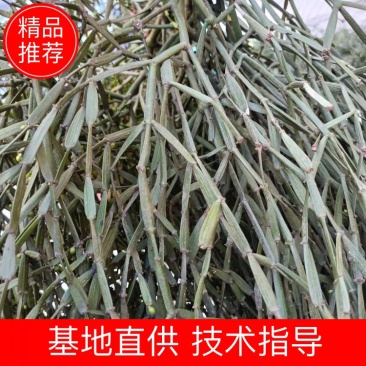 螃蟹脚寄生、大量现货，质量保证，欢迎选购，产地一手货