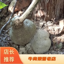 蛇莲：广西大山里面，现挖现卖干货自然晒干，有需要的联系我