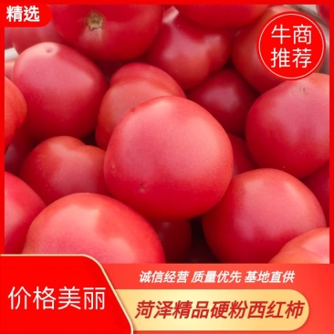 山东菏泽定陶黄店西红柿大量上市了有要的打电话，谢谢合作。