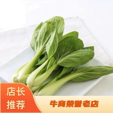 A江苏淮安油菜精品上海青,产地一手货源,全国供应