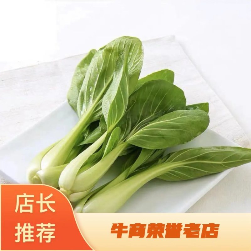 A江苏淮安油菜精品上海青，产地一手货源，全国供应