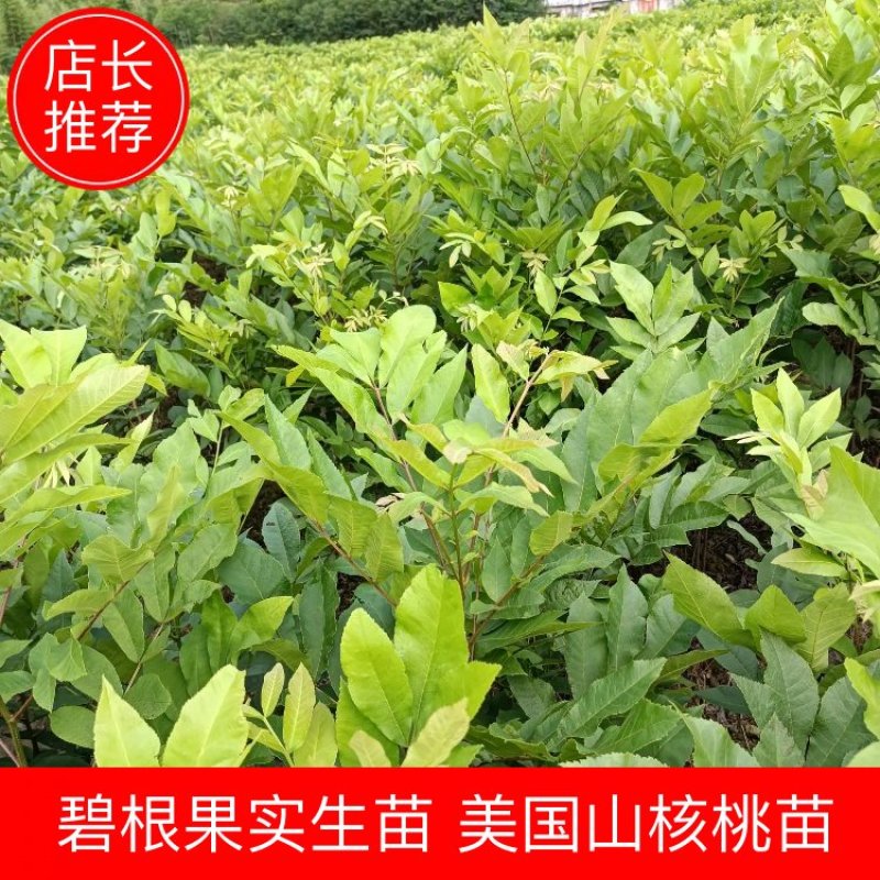 浙江临安美国山核桃苗核桃苗又名碧根果实生苗一手货源