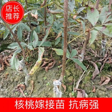 临安山核桃嫁接苗核桃苗抗病强基地直发货量充足