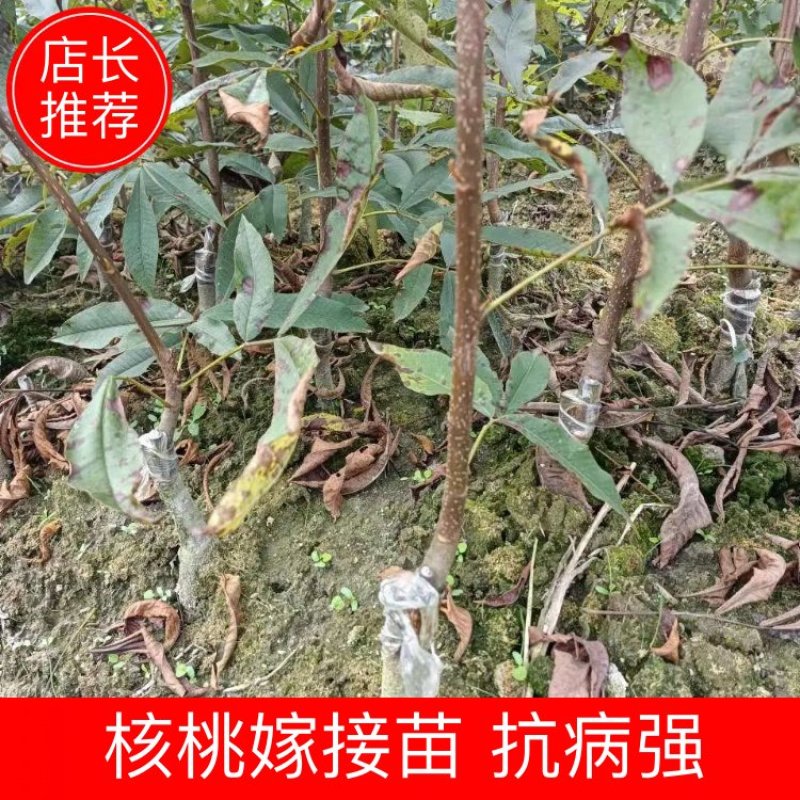 临安山核桃嫁接苗核桃苗抗病强基地直发货量充足