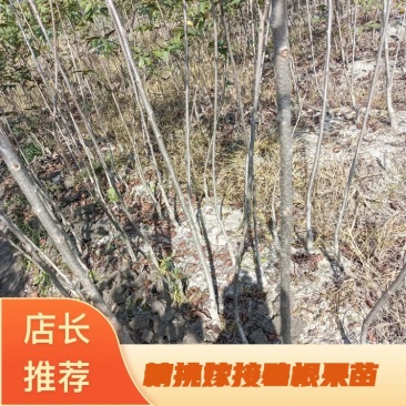 精选嫁接碧根果苗核桃苗山核桃苗马汉菠泥64号10号