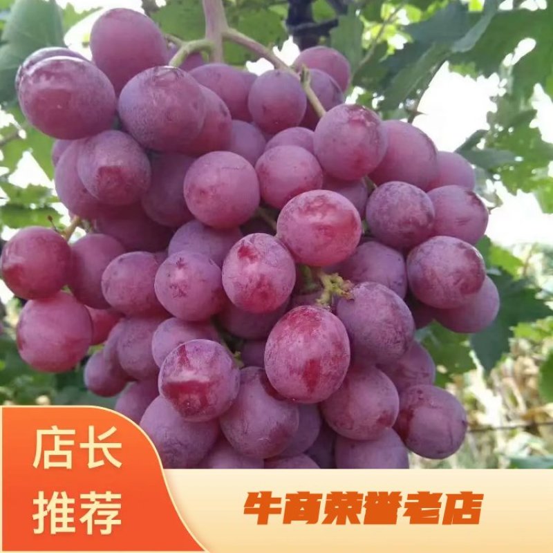 红提葡葡大量出库。有买的老板联系我。