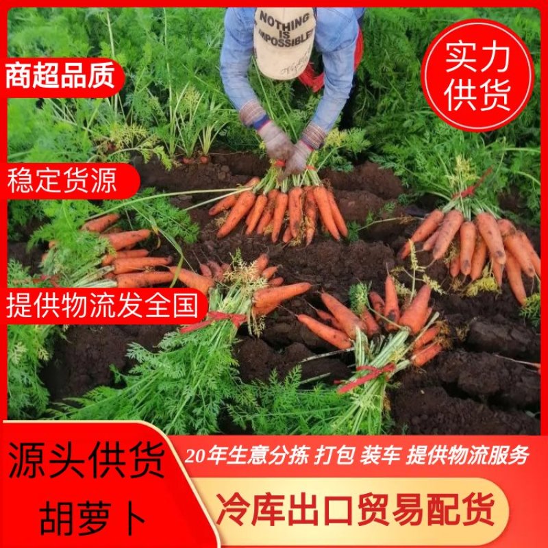 【电商推荐】胡萝卜泥萝卜，冷库出口贸易商超品质