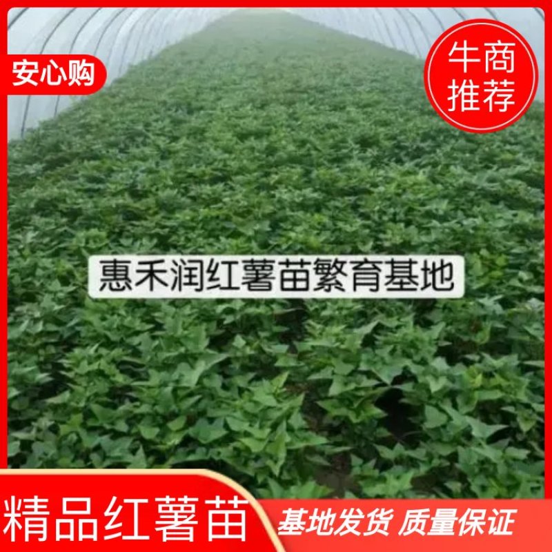 【推荐】精品西瓜红红薯苗大量上市稳定货源量大从优