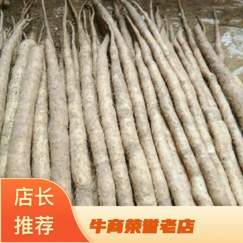 优质小白嘴山药大量上市量大价优欢迎咨询下单