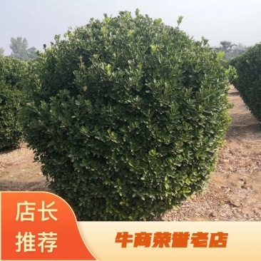 【牛商推荐】大叶黄杨球，产地货源，质量保证，欢迎来电咨询