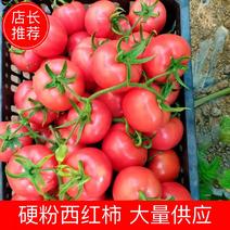 西红柿山东省蔬菜基地大量上市，供应全国各大商超电商