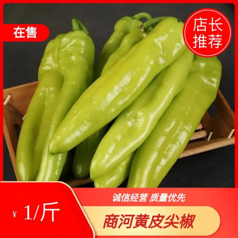 黄皮尖椒，黄皮椒，一手货源，产地直供，可视频看货对接电商