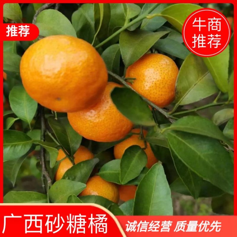 沙糖桔，广西砂糖橘，产地一手货源，对接大型批发商，欢迎致