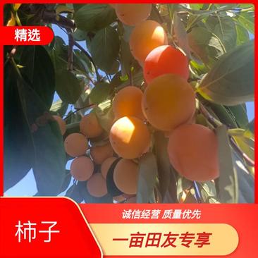 陕西省渭南市大荔县火葫芦柿子大量上市，黄里透红，香甜多汁