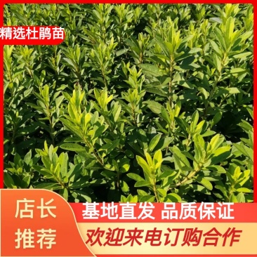 湖南毛鹃杜鹃色块苗杜鹃工程苗移栽杜鹃产地直供量大从优